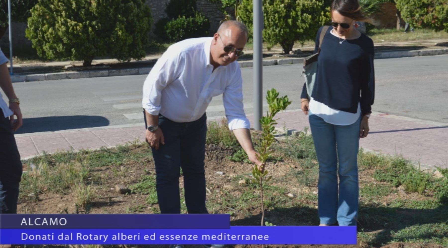Alcamo. Donati dal Rotary alberi ed essenze mediterranee