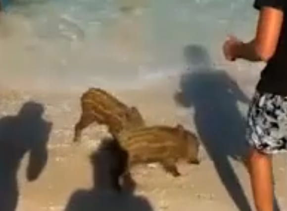Zingaro Conta esemplari, dopo l'inatteso bagno in mare di un paio di cinghialotti