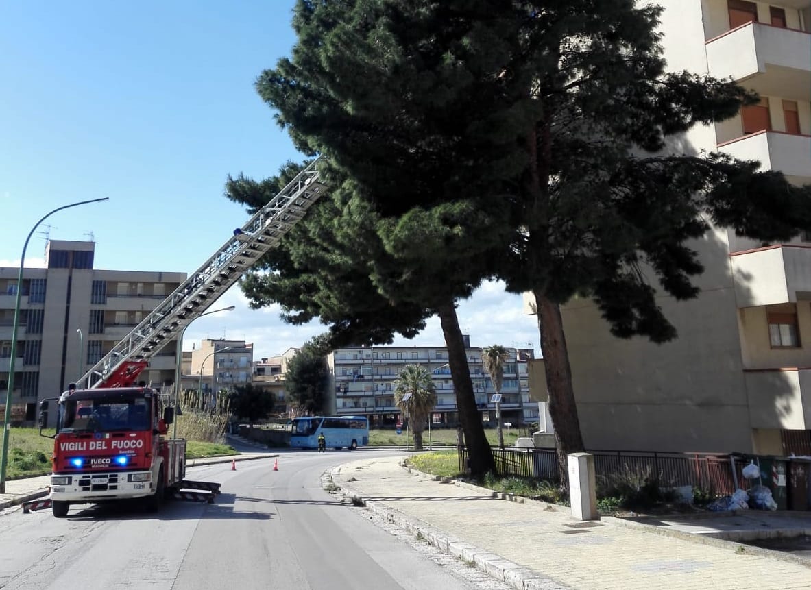 Alcamo, grosso ramo rischia di crollare in strada: intervento dei vigili del fuoco