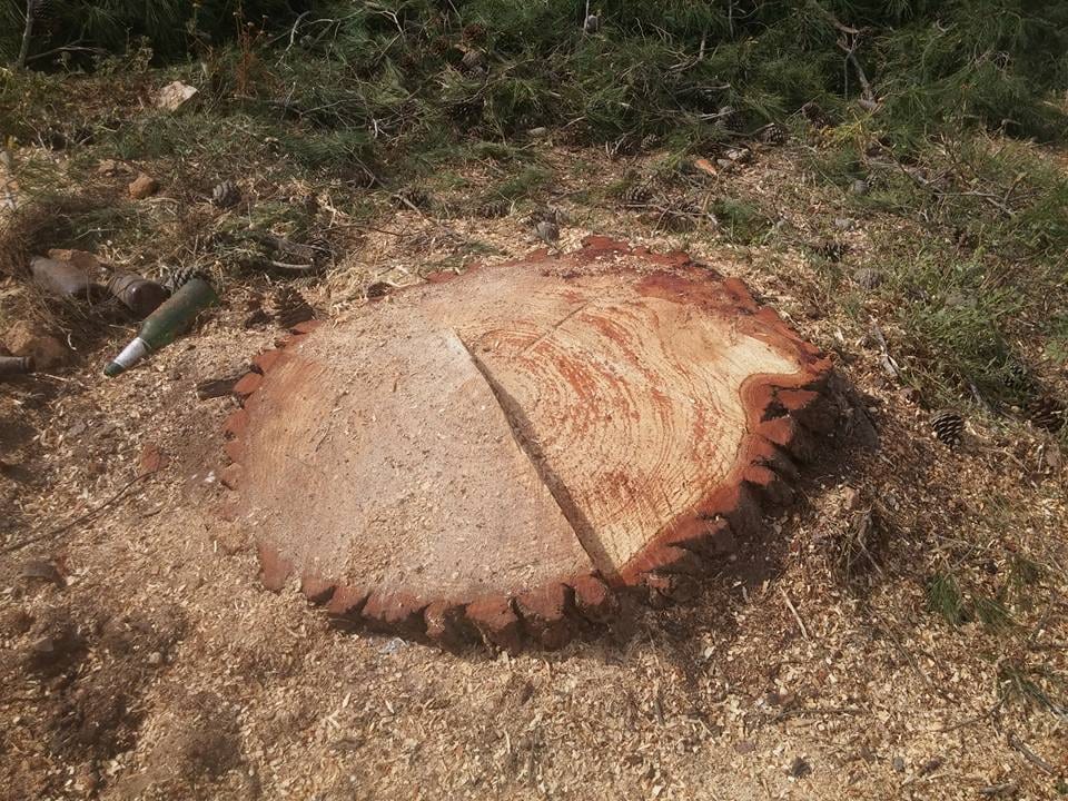 Alcamo, pericolo alberi inclinati. "Si taglia ma non si programma" dicono ambientalisti