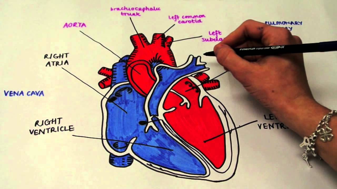 Castellammare. Giornate cardiologiche, medici a confronto