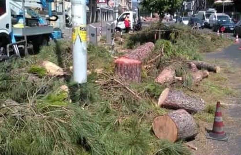 FareAmbiente: "Alberi abbattuti ad Alcamo senza indagini sui rischi. Progetto molto generico"