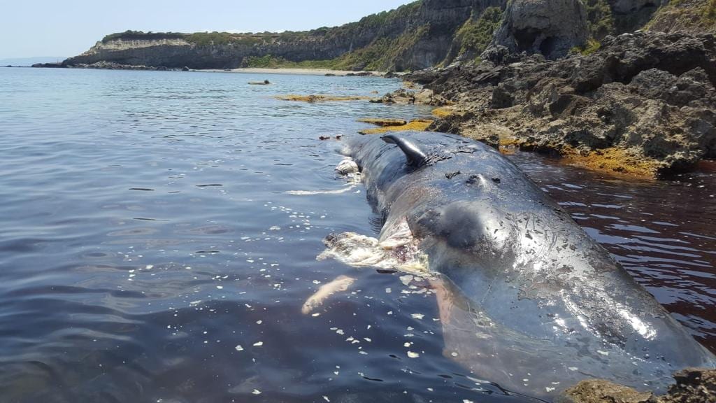 Mare della Sicilia. Capodogli morti