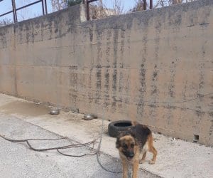 Buseto, maltrattamento animali, nuova denuncia