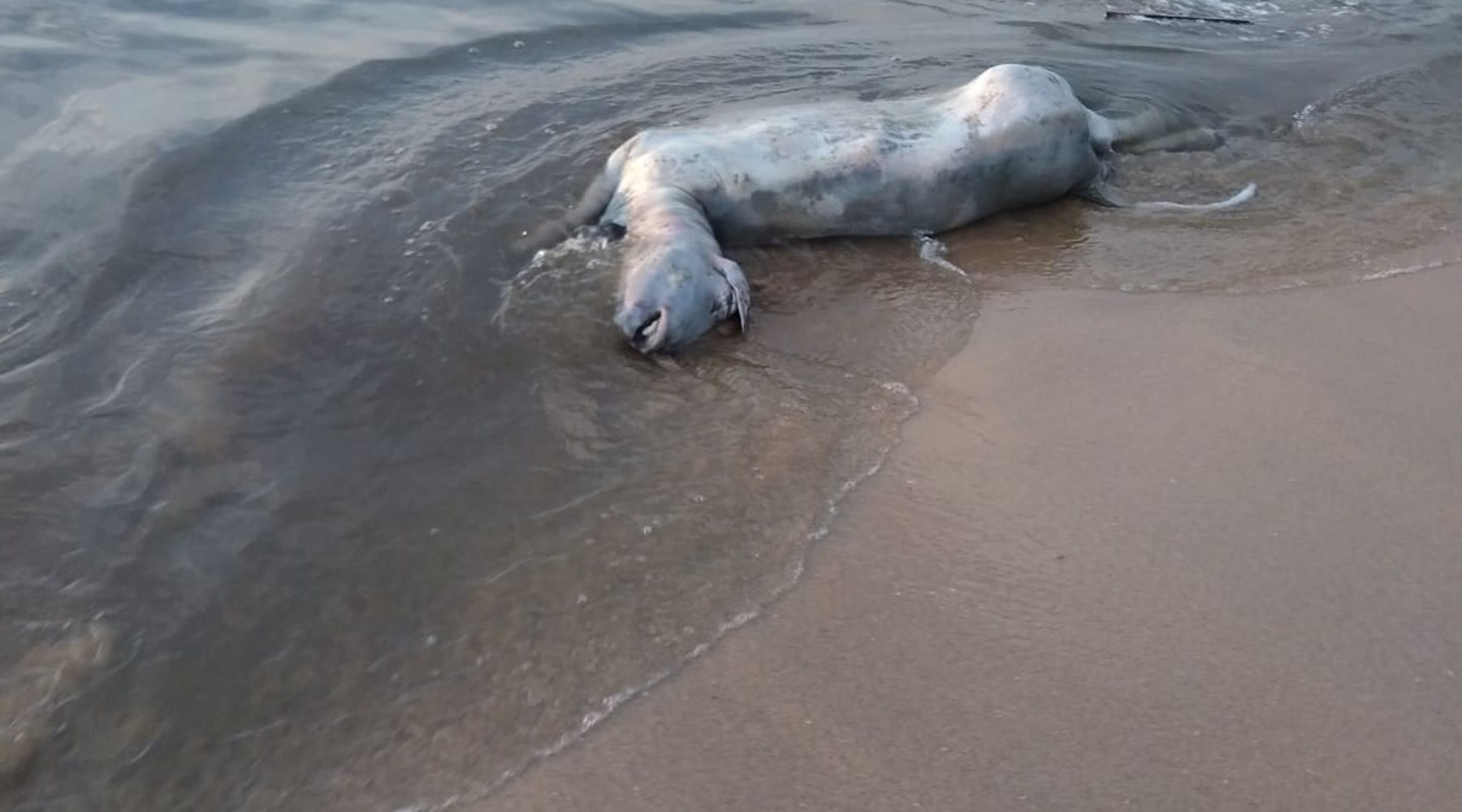 Alcamo, prime piogge trascinano in mare acqua nera e maleodorante. Prelievi di Arpa e Capitaneria