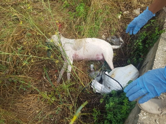 Partinico/Trapani, cani randagi uccisi. Violenze e avvelenamenti