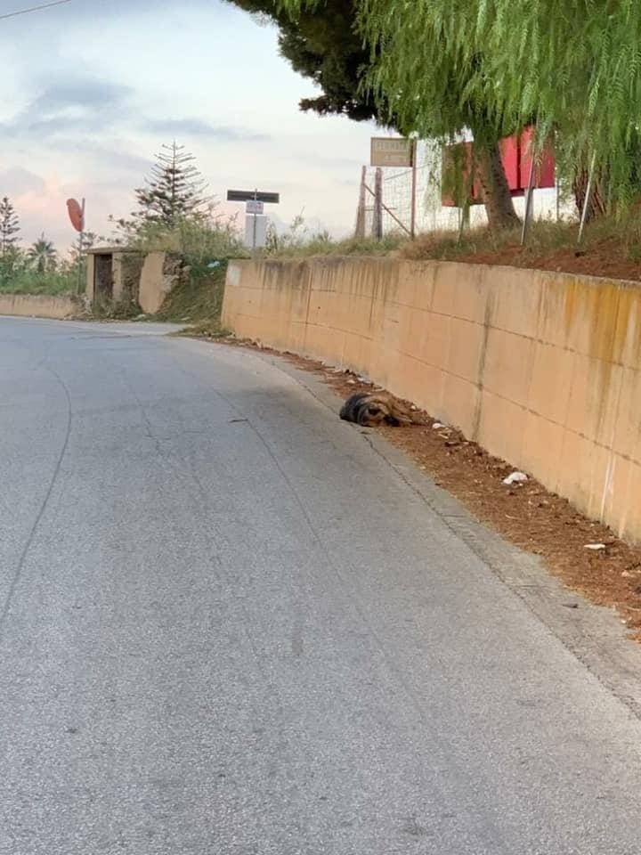 Alcamo, carcassa di cane abbandonata lungo la SP 55