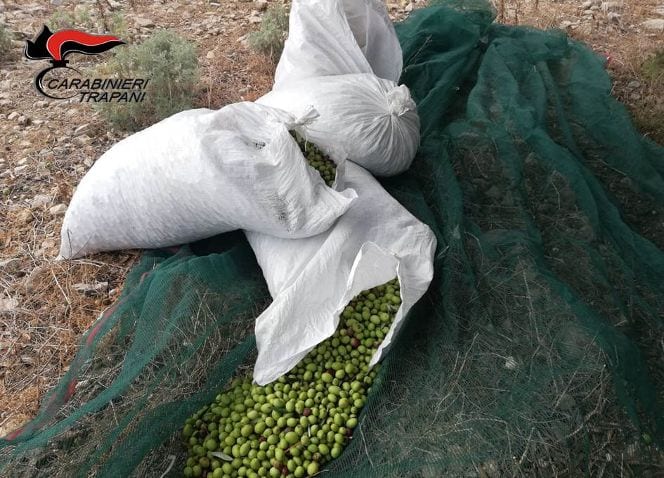 Furti di stagione, in manette ladri di olive ad Erice