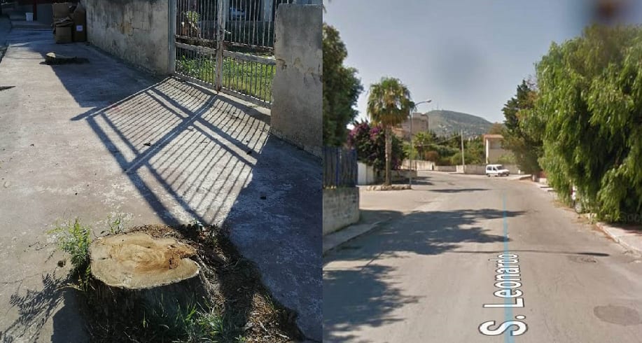 Mistero ad Alcamo, tagliati due vecchi salici su terreno comunale. Insorge soltanto l'INSA