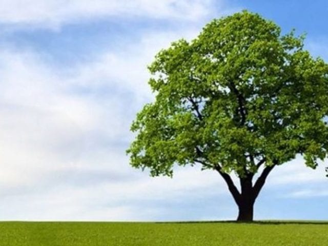 Alcamo, giornata dell'albero