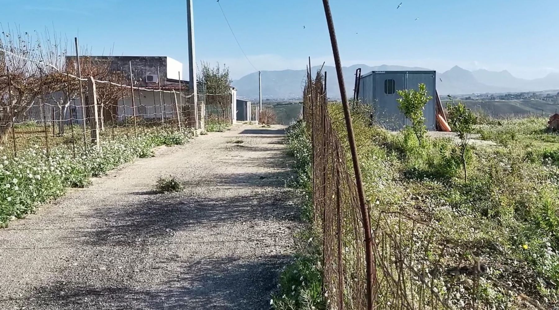 Alcamo, nessun lager a Sasi. Animali ben nutriti e in ottima salute: l'ASP smentisce Rizzi