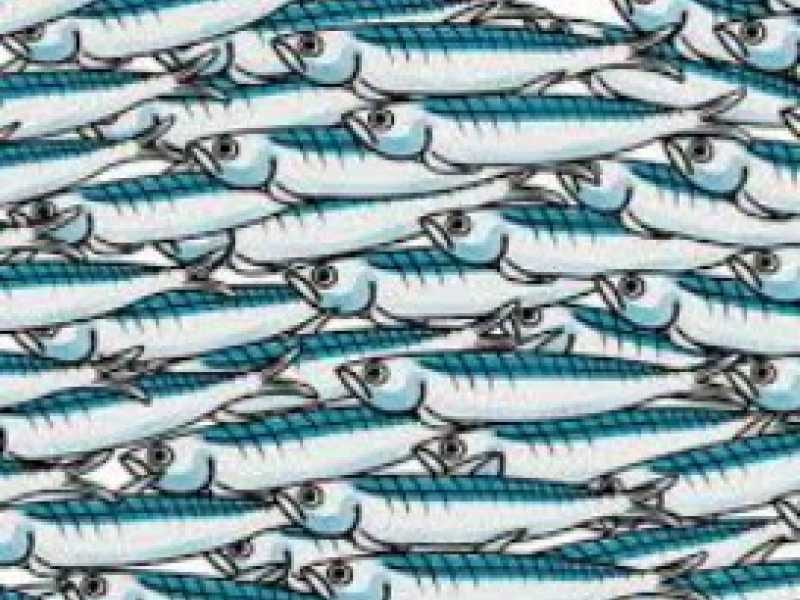 Trapani, “Sardine” in campo a piazza Vittorio