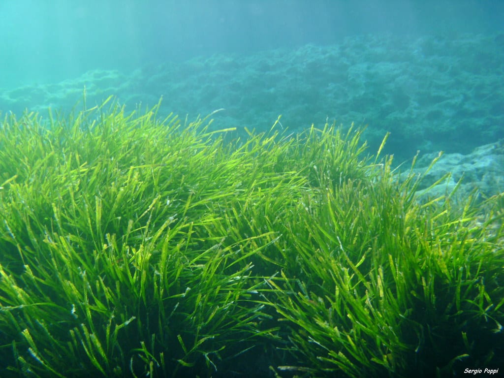 Castellammare, convenzione con il CNR per lo studio delle biodiversità