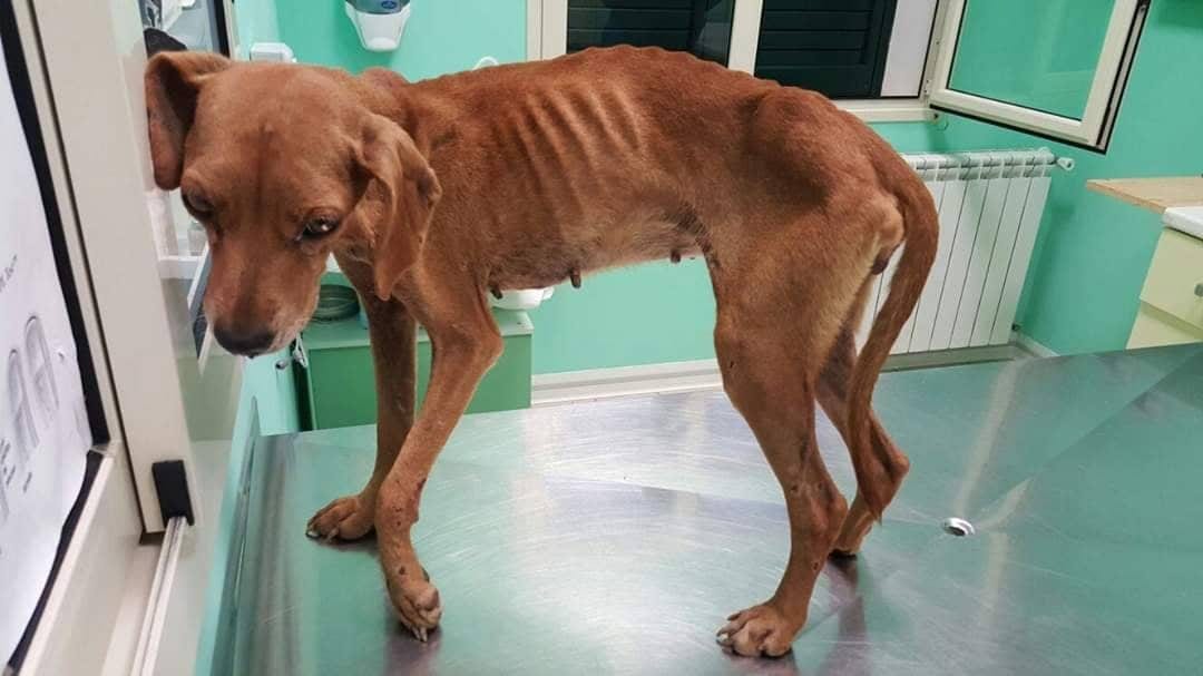 Castelvetrano, cacciatore condannato per maltrattamento animale