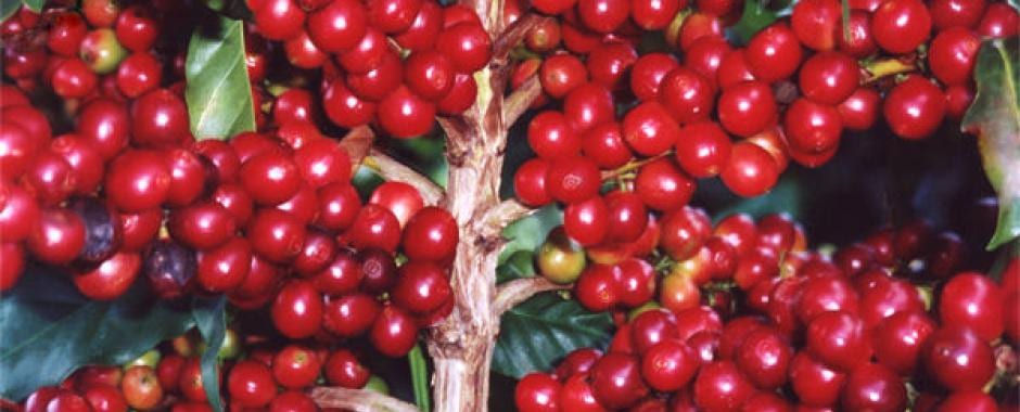 Montelepre, caffe’ tutto siciliano. Atteso raccolto