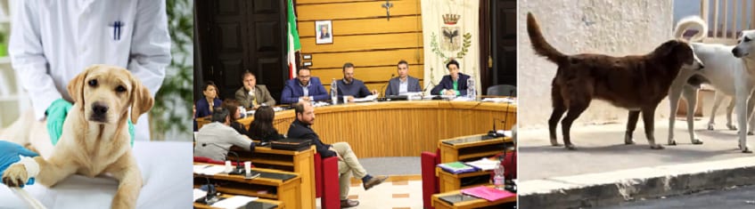 Cura randagi ad Alcamo, consiglio comunale non riconosce debito verso veterinario. Cuscinà non vota