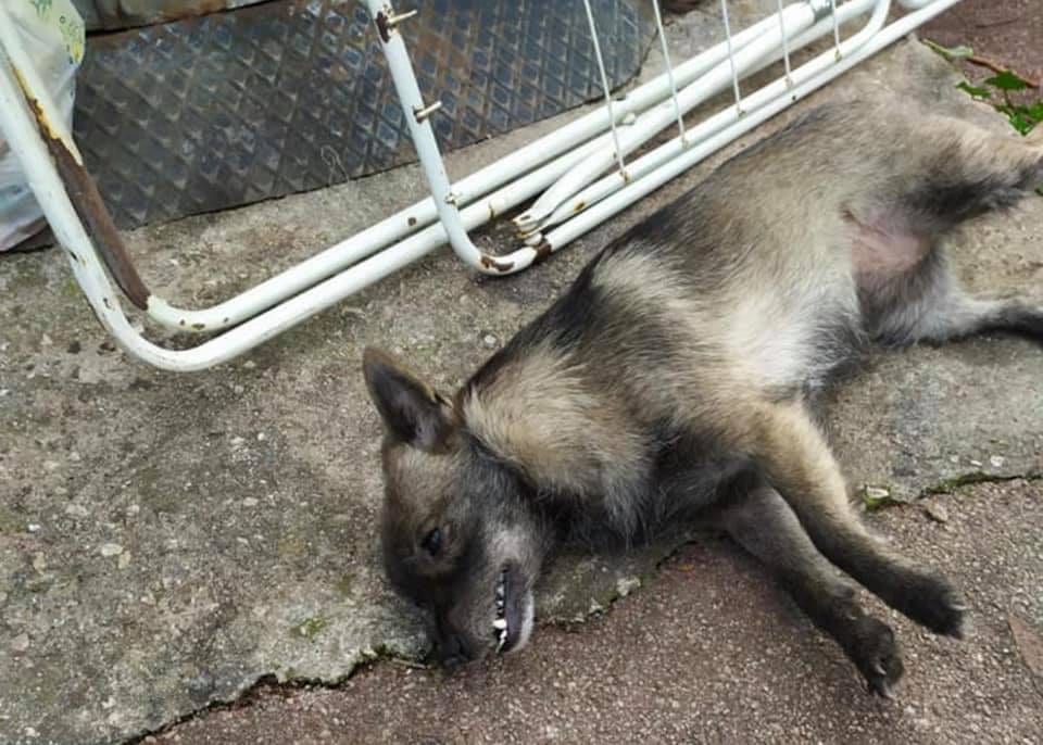 Alcamo, cane e gatti nel degrado. Interviene il Comune in una abitazione del centro storico