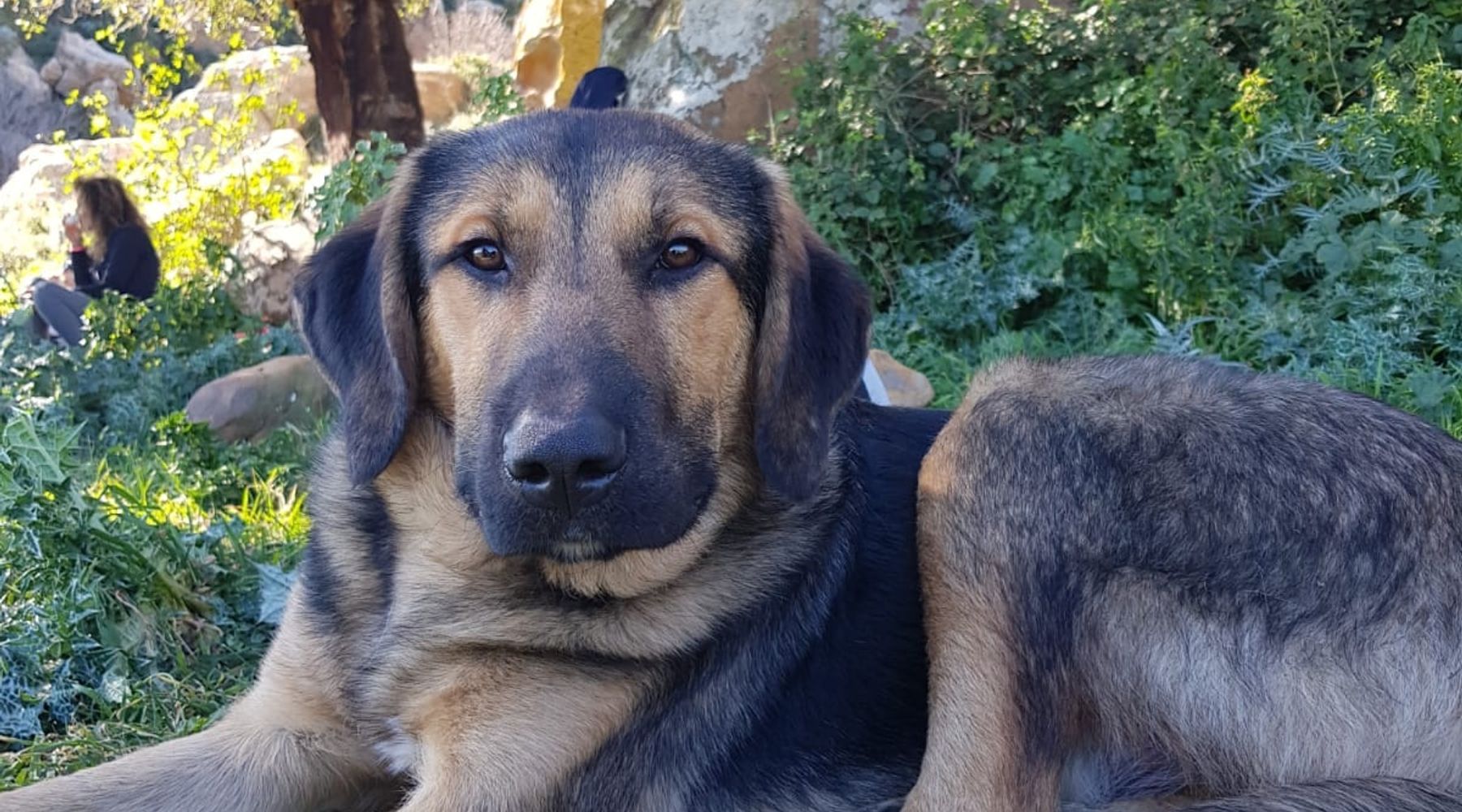 Alcamo, cane randagio adottato da un condominio. Esempio di civiltà