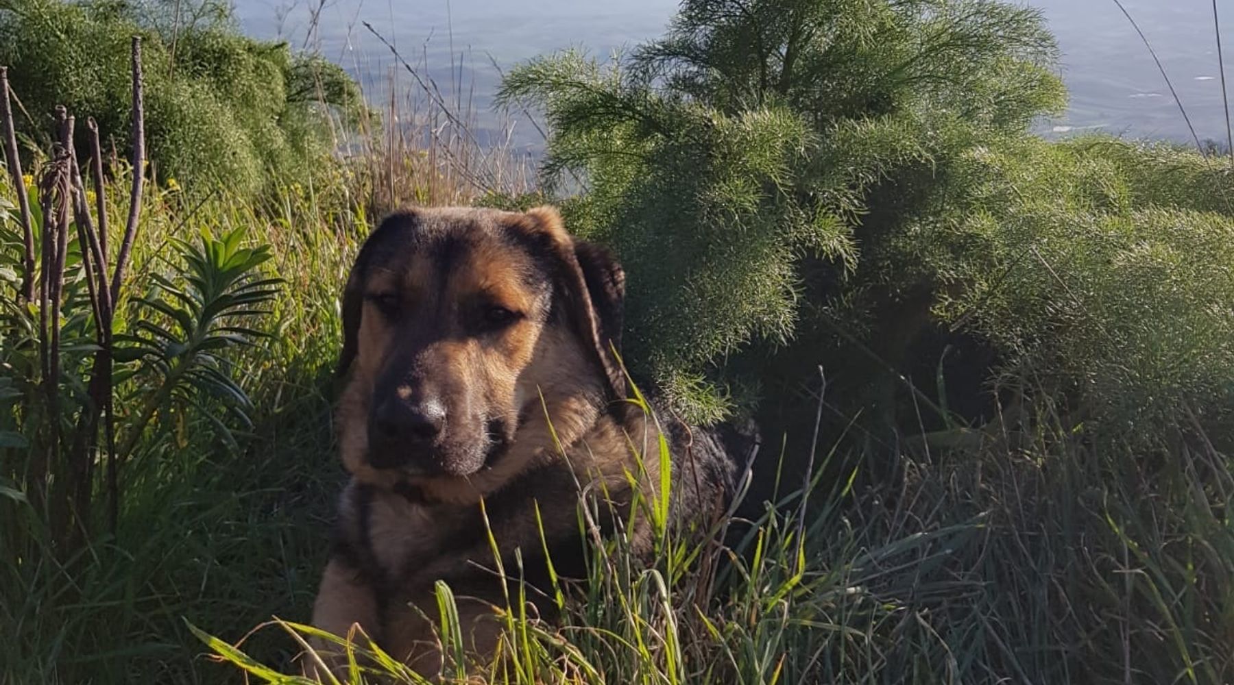 Alcamo, la storia di Chaplin, cane randagio adottato da un condominio