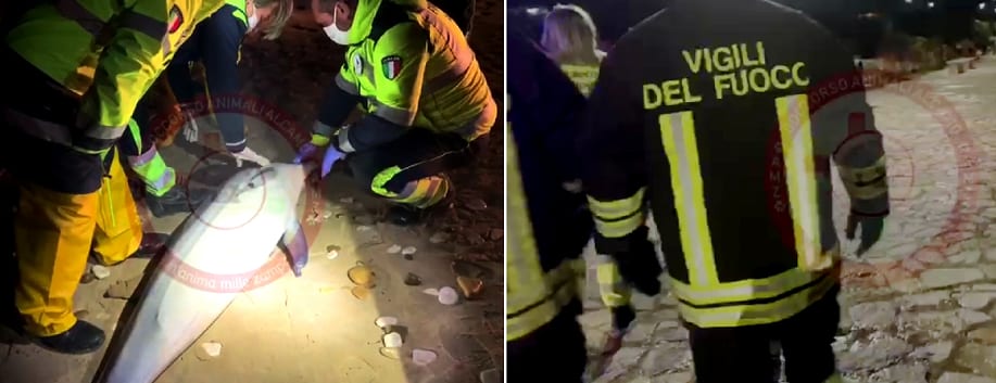 Alcamo Marina, muore in spiaggia giovane "stenella". Appartiene alla famiglia dei delfini