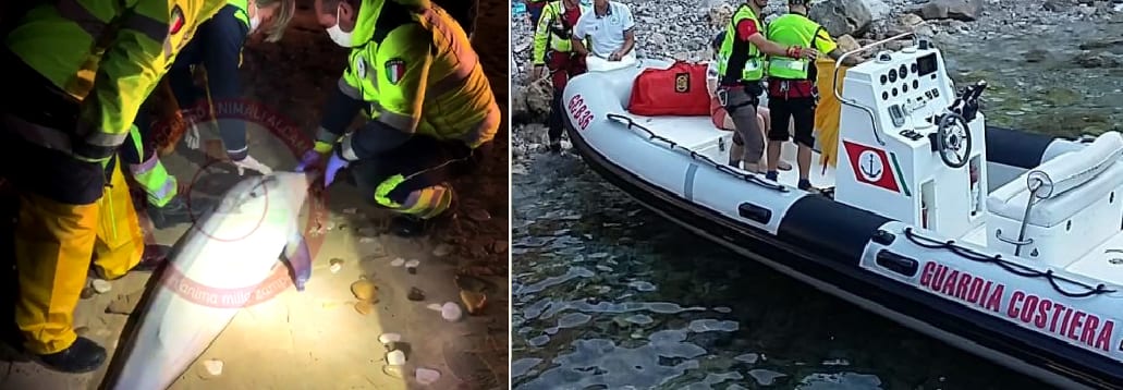 "Delfino" spiaggiato e morto. Tante ore di impegno per la Capitaneria, poi ingiustamente accusata
