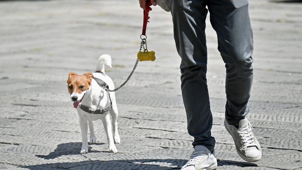 Multato mentre porta a spasso il cane. Polemica di un alcamese sostenuto dal PAE