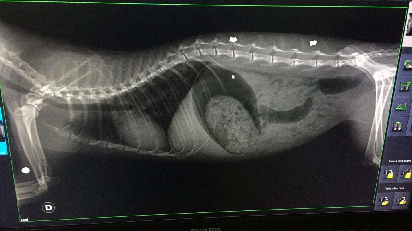 Gli sparano con una pistola ad aria compressa. Gatto salvato da due alcamesi