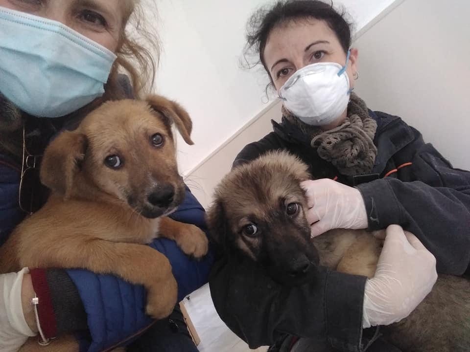 Alcamo, abbandoni di cani e gatti per paura contagio, ma gli animali non lo trasmettono