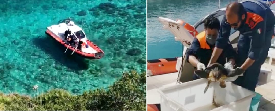 Tartarughe marine, due carcasse e un esemplare salvato. Grande impegno della Capitaneria di Porto