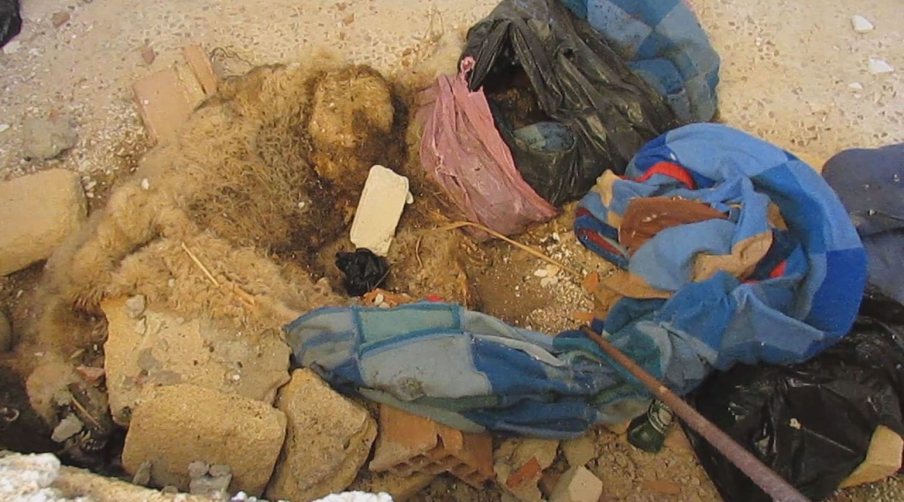 Alcamo Marina, carcasse di cani in un casolare. Indaga polizia municipale