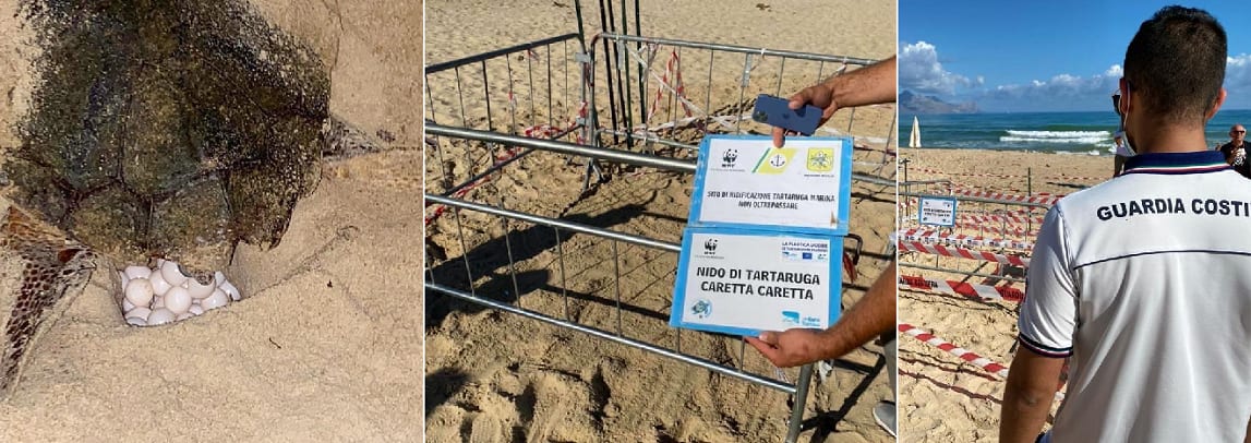 Storico ad Alcamo Marina: 'caretta-caretta' depone le uova. Evento mai segnalato, finora, nel Golfo
