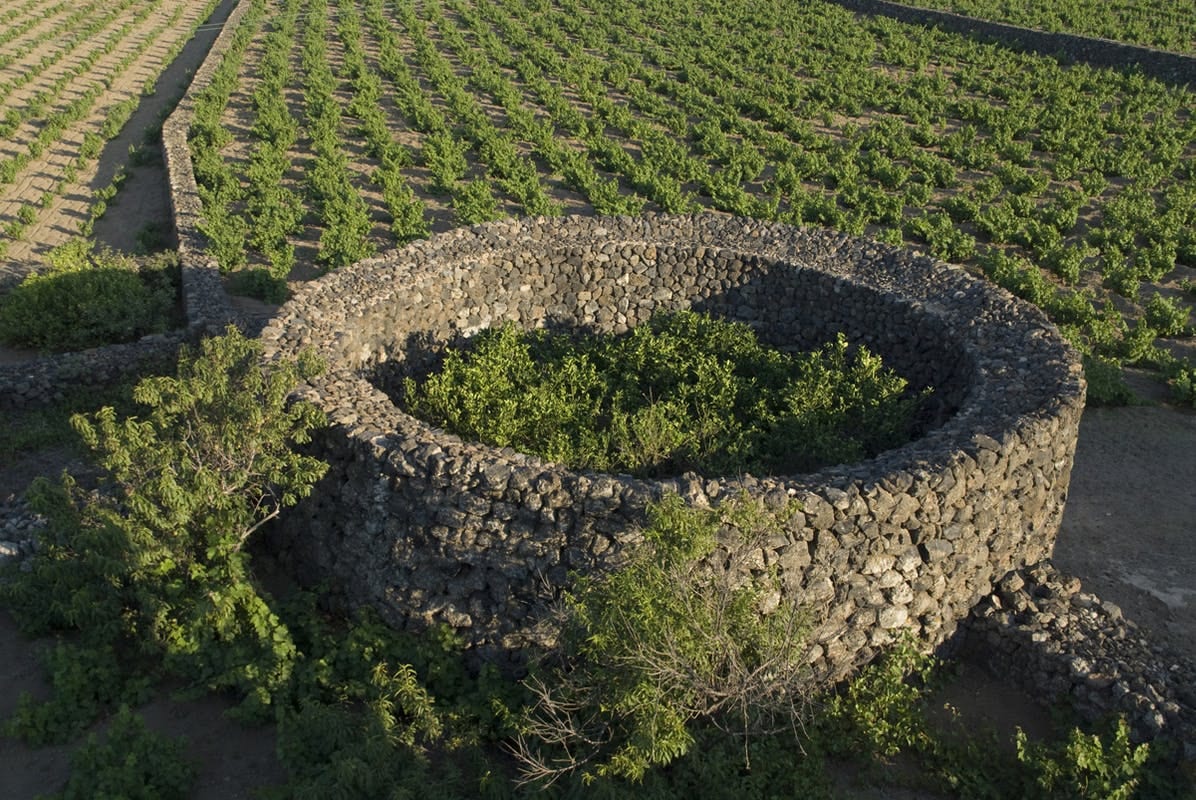 Giornate del Fai. Eventi all’aperto, visite al giardino Donnafugata di Pantelleria