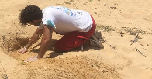 Trappeto, tartaruga caretta altra deposizione di uova