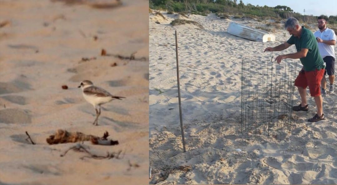 'Fratino' specie protetta. A Calatubo scompaiono le uova deposte in spiaggia