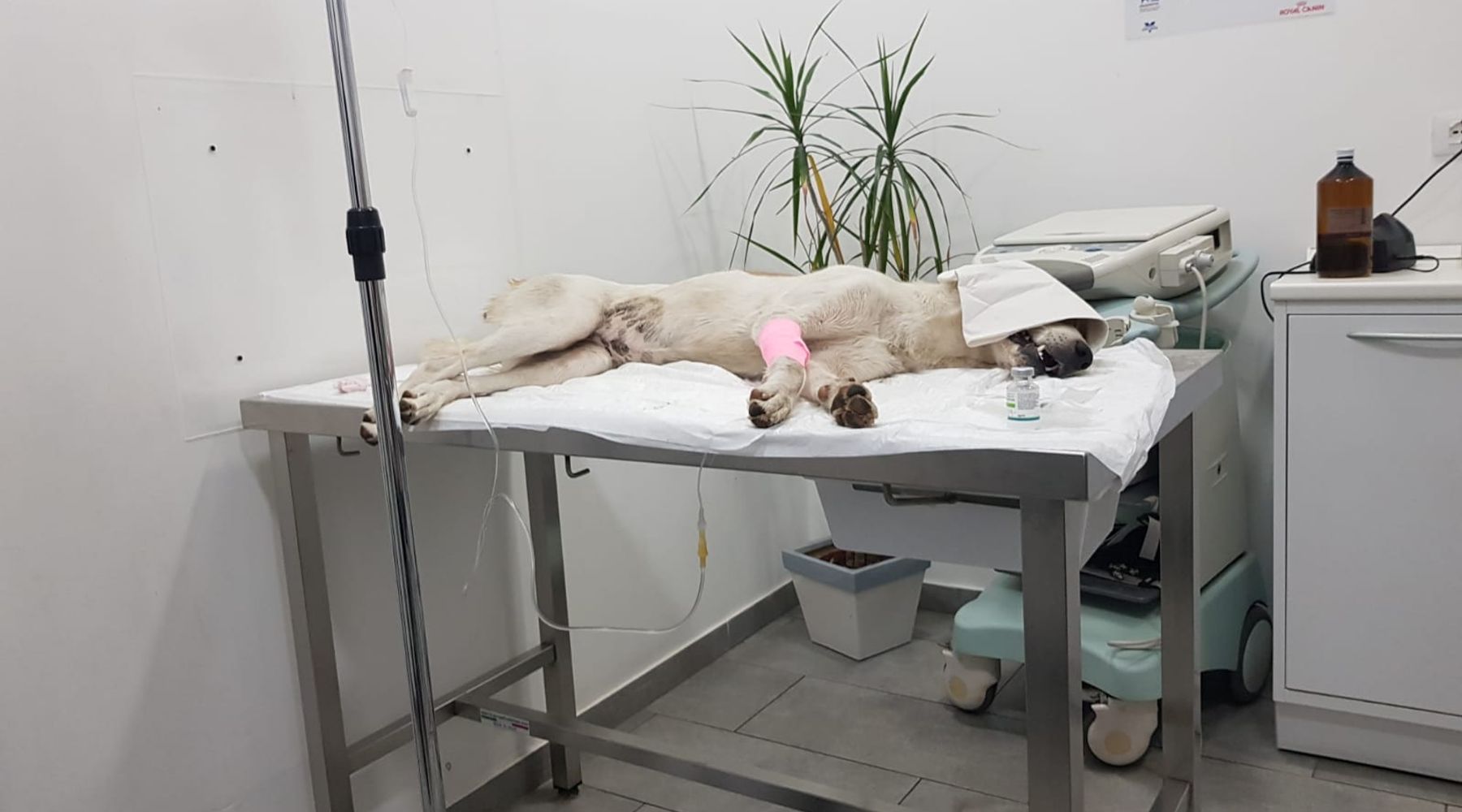 Due cani avvelenati ad Alcamo, tentato salvataggio da un passante