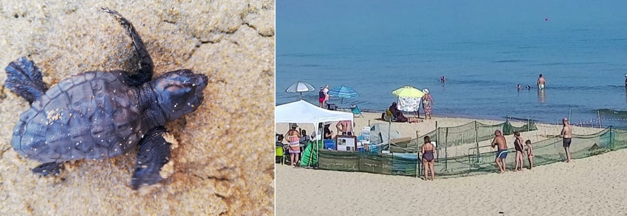 Alcamo Marina, ore 23.30. Nasce la prima caretta-caretta di zona Battigia