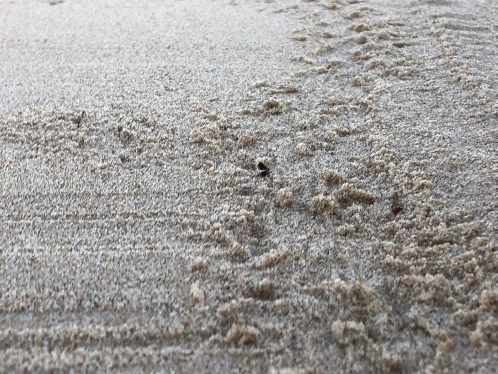 Nido di 'caretta-caretta' in zona Battigia, solo 4 uova schiuse in quasi 72 ore