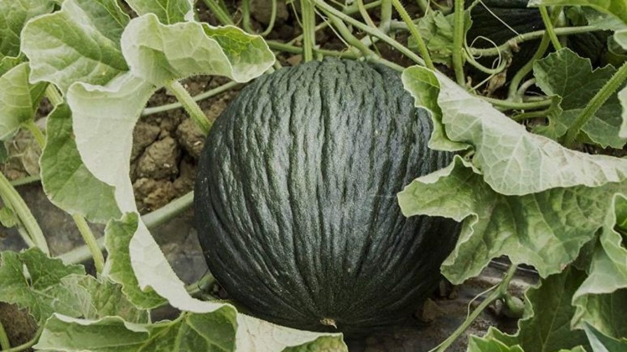 Agricoltura, "Purceddu" e vino alcamese meritano migliore commercializzazione