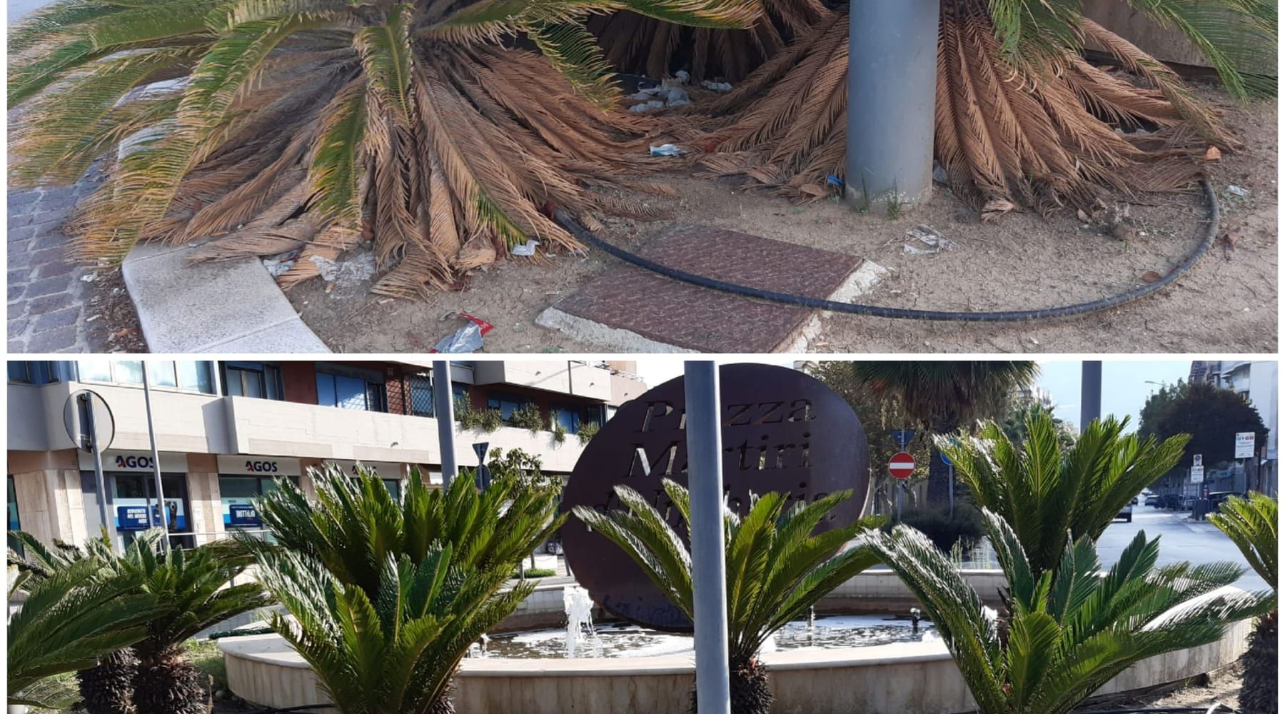 Trapani, Erythros ripulisce l’aiuola di Piazza Martiri d’Ungheria