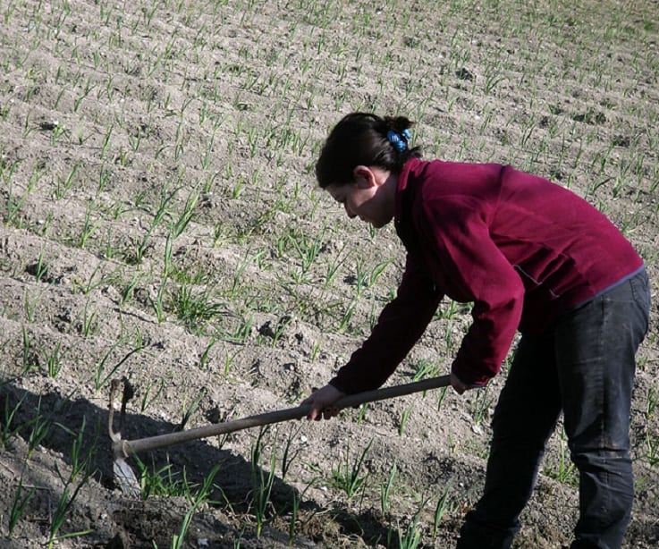 Lavoratori sfruttati e sottopagati ad Alcamo. Arrestato imprenditore agricolo, 6 aziende coinvolte