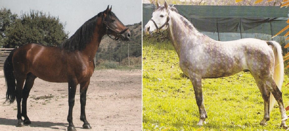 A marzo, a Ficuzza, ‘Stati Generali” del cavallo siciliano. Si lavora per riconoscimento UNESCO