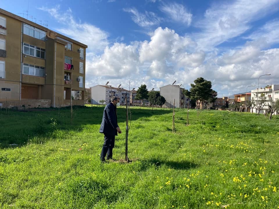 Alcamo, Comune pianta alberi in aree private. Assessore Barone chiede scusa