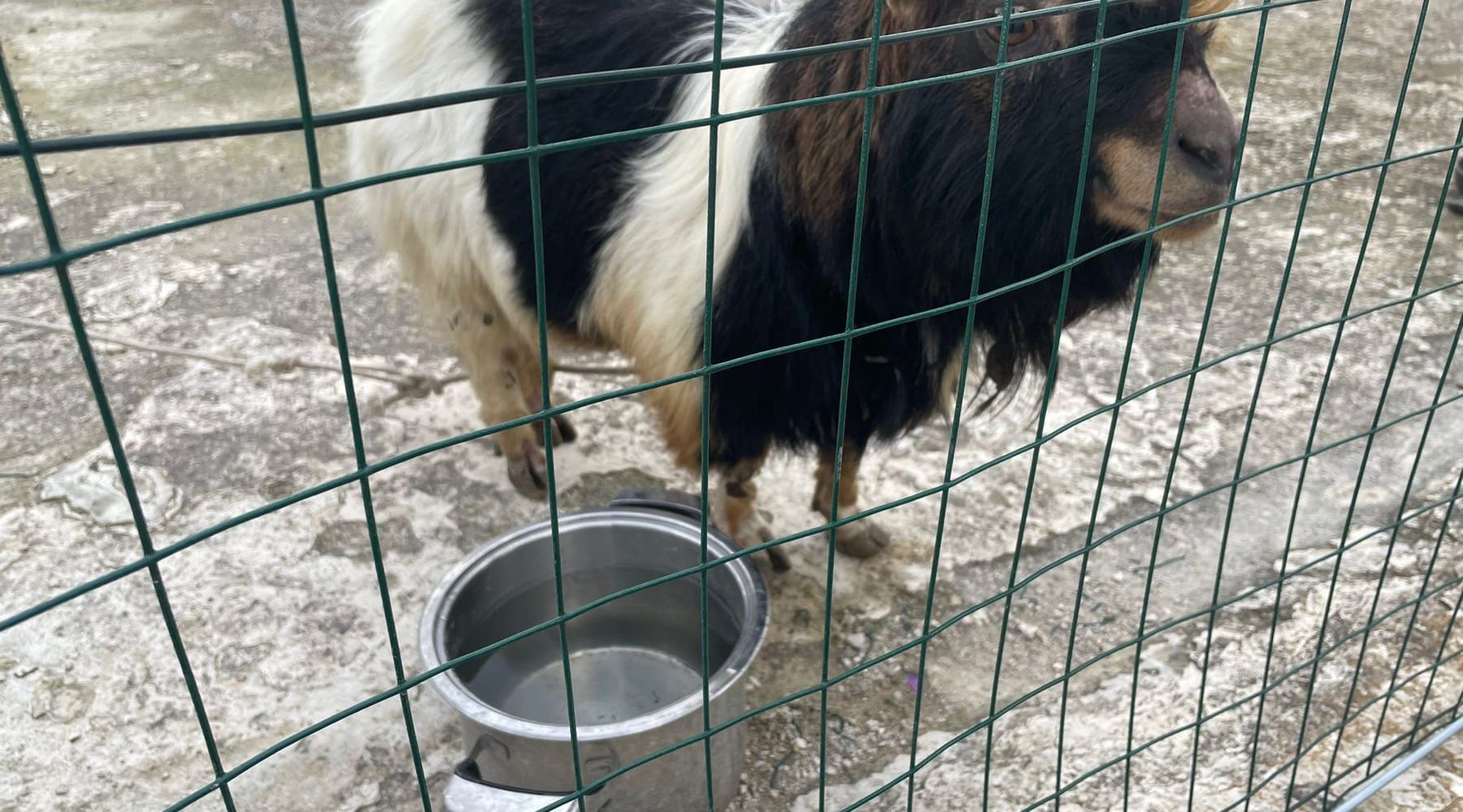 Alcamo, caprone spaesato per il centro abitato. Condotto al rifugio sanitario