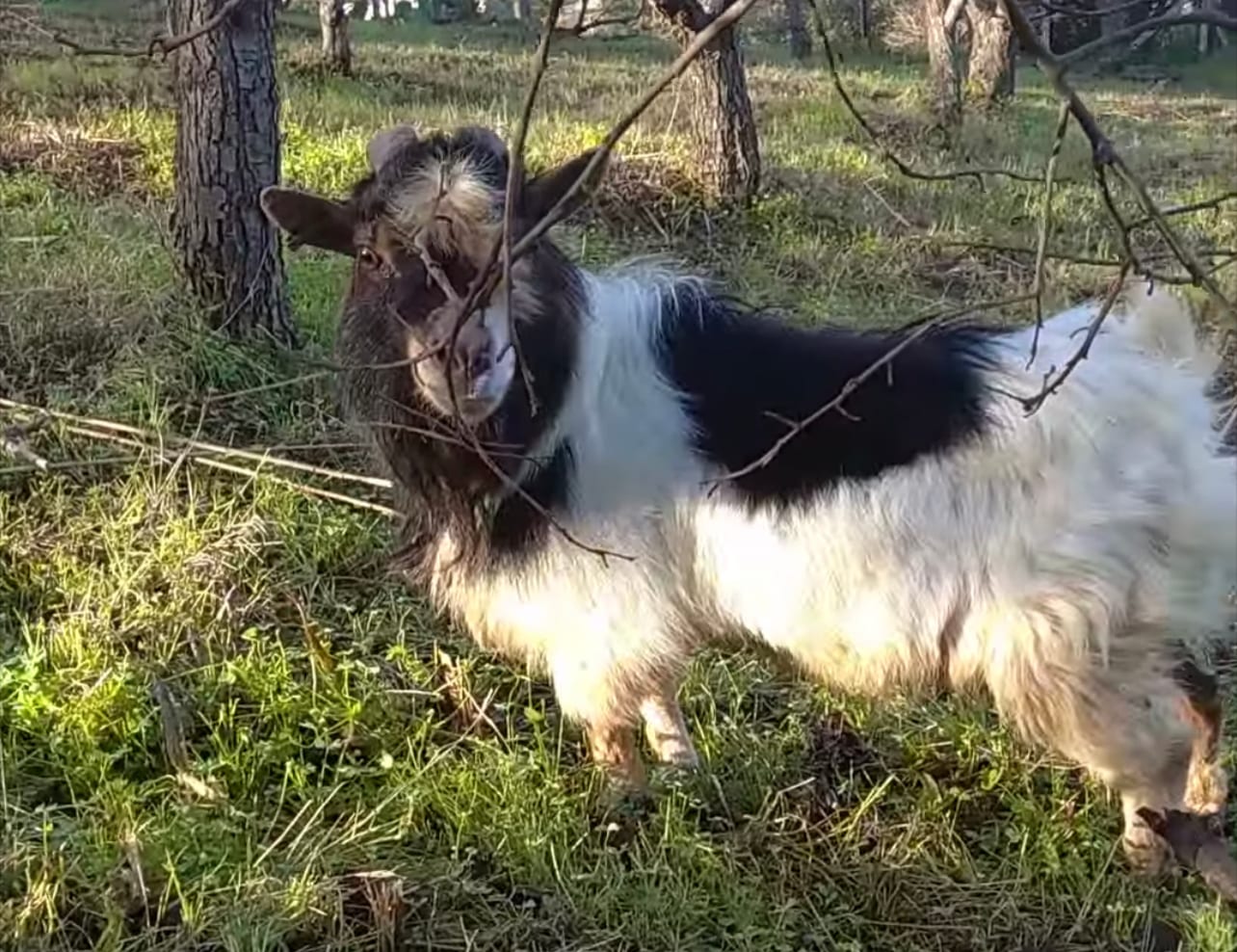 Capretto trovato ad Alcamo. Accolto presso un santuario per animali.