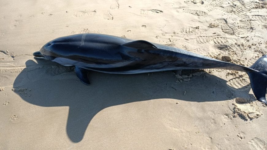Delfini spiaggiati ad Alcamo Marina, tre casi in 15 giorni. Allarmismi fuori luogo