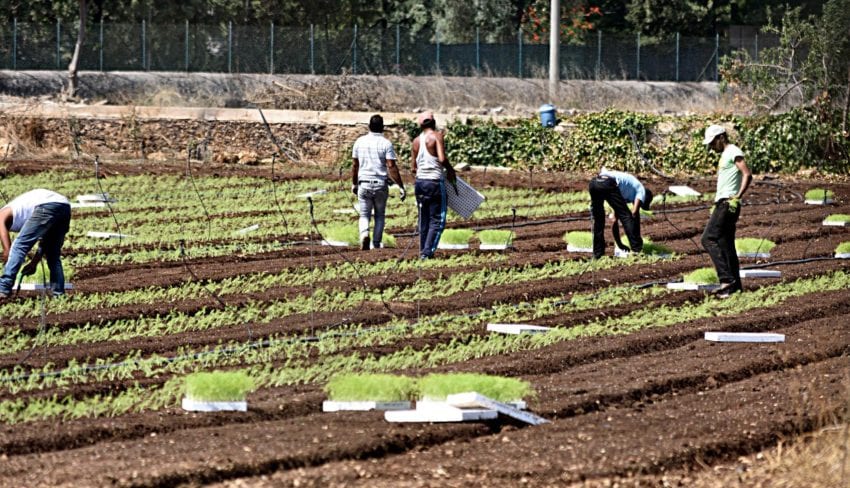 Caporalato. Effettuato sequestro di due aziende. Un paio ricorrono in Cassazione