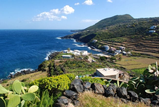 Pantelleria, agricoltori puntano su coltivazione di origano