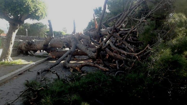 Partinico perde il suo secolare pino. L'albero era già presente nelle immagini del 1800