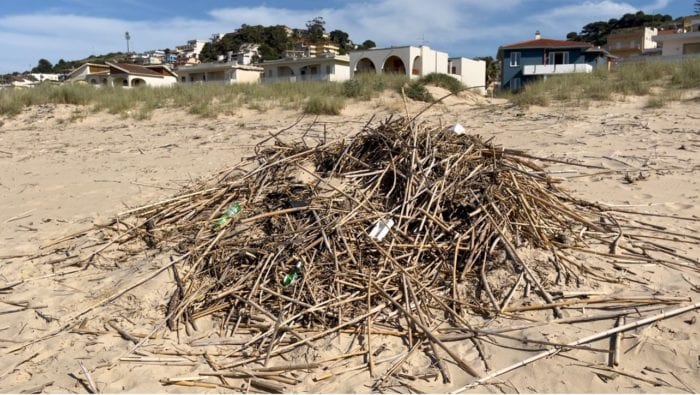 Cumuli di canne presenti da 20 giorni in spiaggia ad Alcamo Marina. Rimozione lenta