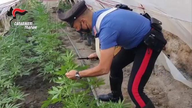 Coltivava droga in casa. 19enne arrestato dai carabinieri di Marsala